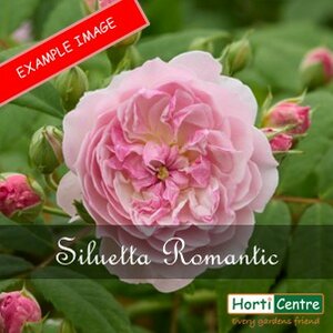 Rose Siluetta Romatic Climber