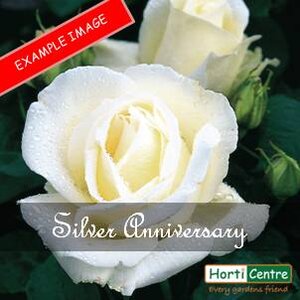 Rose Silver Anniversary Hybrid Tea