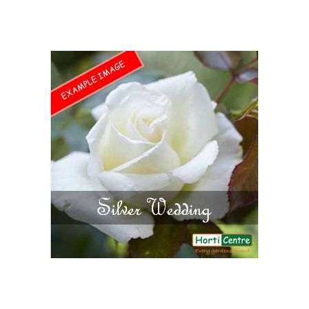 Rose Silver Wedding Hybrid Tea