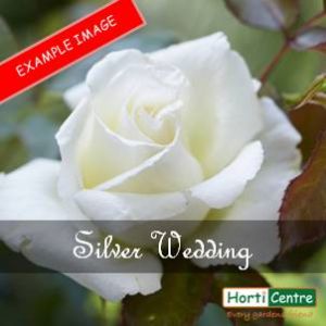 Rose Silver Wedding Hybrid Tea