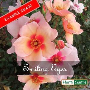 Rose Smiling Eyes Floribunda