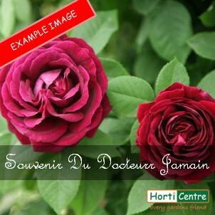 Rose Souvenir Du Docteur Jamain Old Interesting