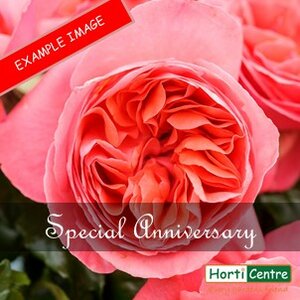 Rose Special Anniversary Floribunda