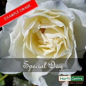 Rose Special Day Floribunda