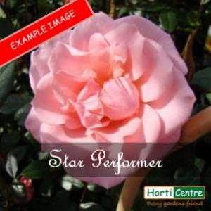 Rose Star Performer Patio Climber