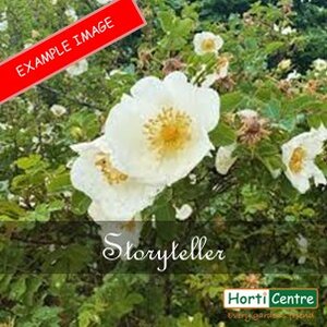 Rose Storyteller Floribunda