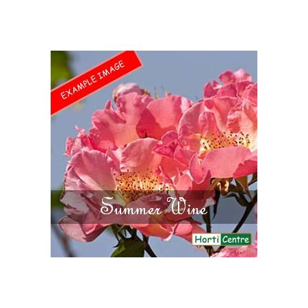 Rose Summer Wine Climber