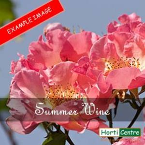 Rose Summer Wine Climber