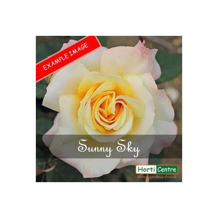 Rose Sunny Sky Roty 2016 Hybrid Tea