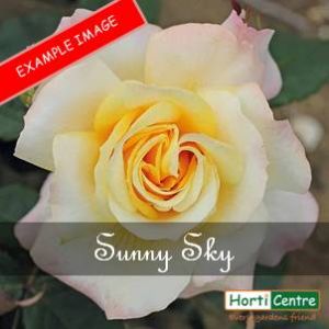 Rose Sunny Sky Roty 2016 Hybrid Tea