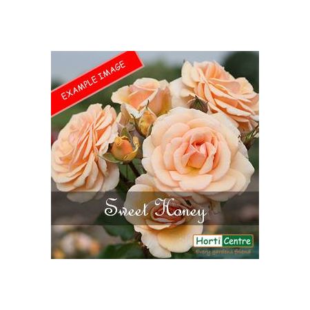 Rose Sweet Honey Floribunda