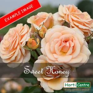 Rose Sweet Honey Floribunda