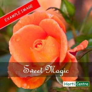 Rose Sweet Magic Patio