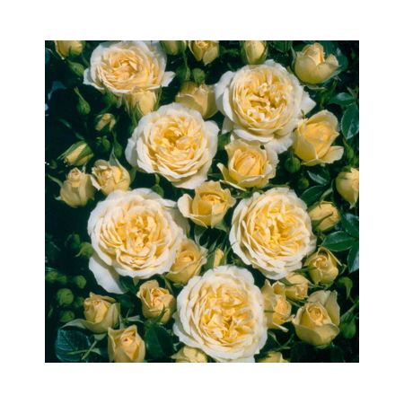 Rose Sweet Memories Patio