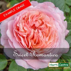 Rose Sweet Romantica Floribunda
