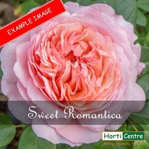Rose Sweet Romantica Floribunda