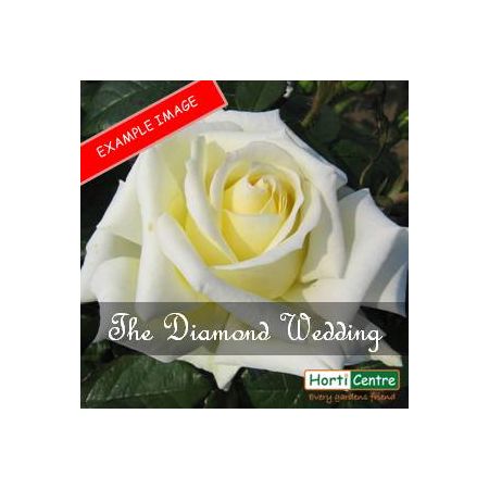 Rose The Diamond Wedding Rose Hybrid Tea