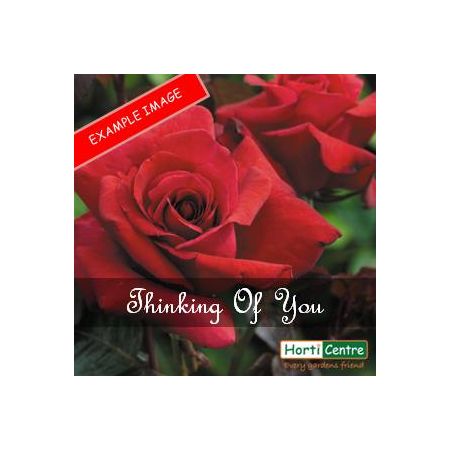 Rose Thinking Of You Hybrid Tea