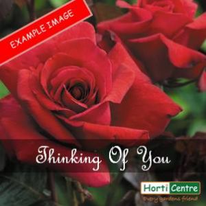 Rose Thinking Of You Hybrid Tea