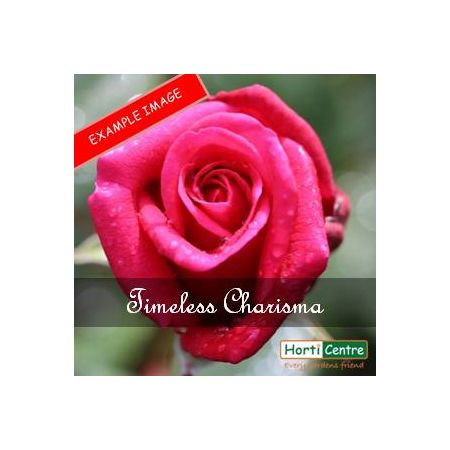 Rose Timeless Charisma Hybrid Tea