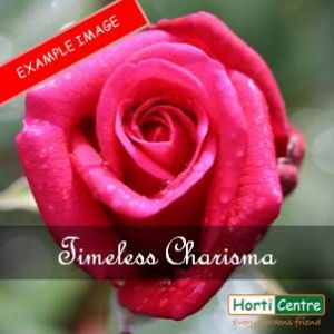 Rose Timeless Charisma Hybrid Tea