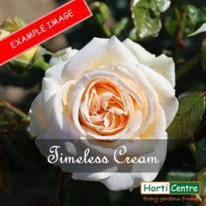 Rose Timeless Cream Hybrid Tea