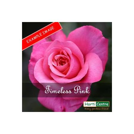 Rose Timeless Pink Hybrid Tea