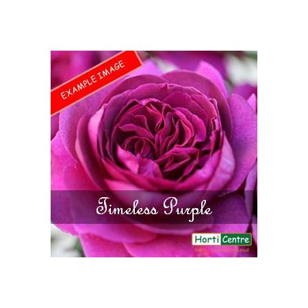 Rose Timeless Purple Hybrid Tea