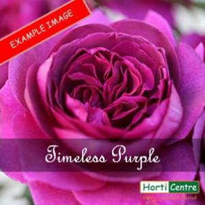 Rose Timeless Purple Hybrid Tea