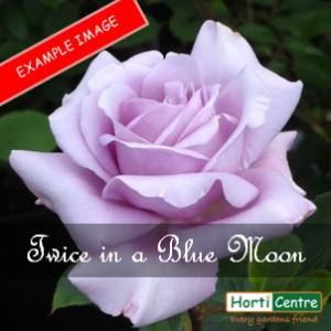 Rose Twice In A Blue Moon Hybrid Tea