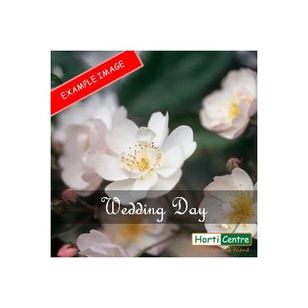 Rose Wedding Day Climber