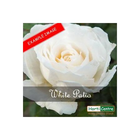 Rose White Patio Patio