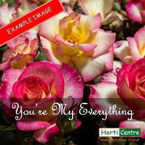 Rose You're My Everything Hybrid Tea