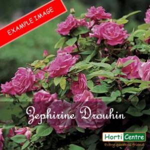 Rose Zephirine Drouhin Climber