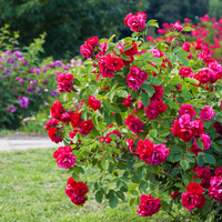 Roses