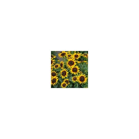 Rudbeckia Kelvedon Star - Kings Seeds