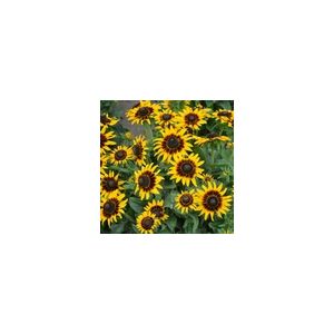 Rudbeckia Kelvedon Star - Kings Seeds