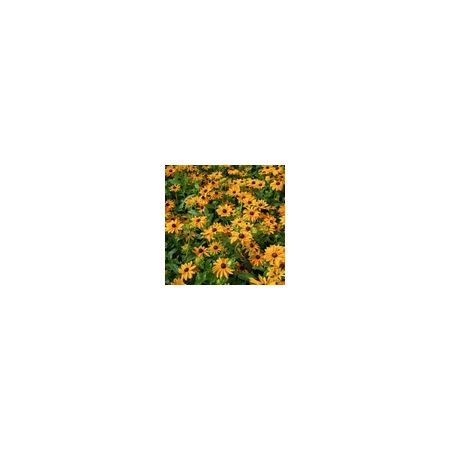 Rudbeckia Marmalade- Kings Seeds