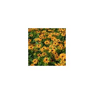 Rudbeckia Marmalade- Kings Seeds