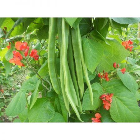 Runner Bean Benchmaster Kings Seeds