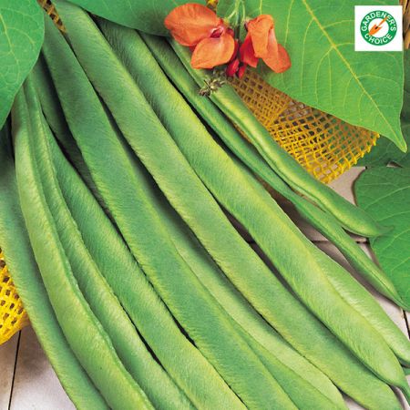 Runner Bean Enorma Kings Seeds