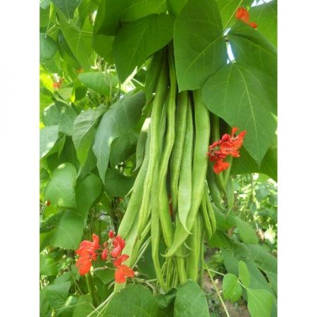 Runner Bean Firestorm Kings Seeds