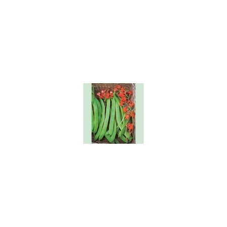 Runner Bean Lady Di Kings Seeds