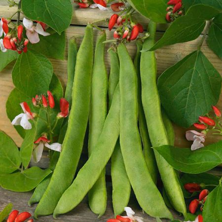 Runner Bean Painted Lady Kings Seeds