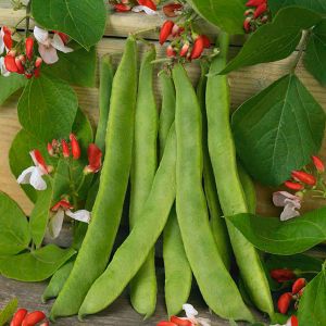 Runner Bean Painted Lady Kings Seeds