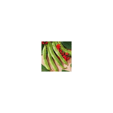 Runner Bean Polestar Kings Seeds