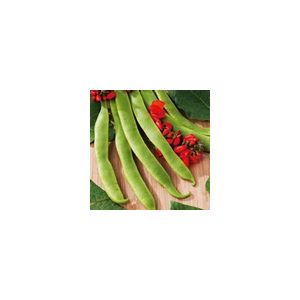 Runner Bean Polestar Kings Seeds