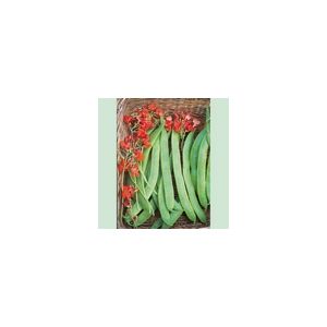 Runner Bean Prizewinner Kings Seeds