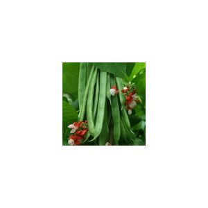 Runner Bean Tenderstar Kings Seeds