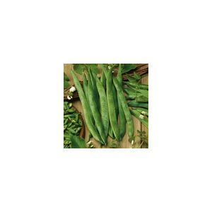 Runner Bean White Lady Kings Seeds